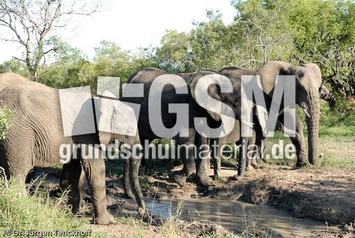 Afrikanischer Elefant (42 von 131).jpg